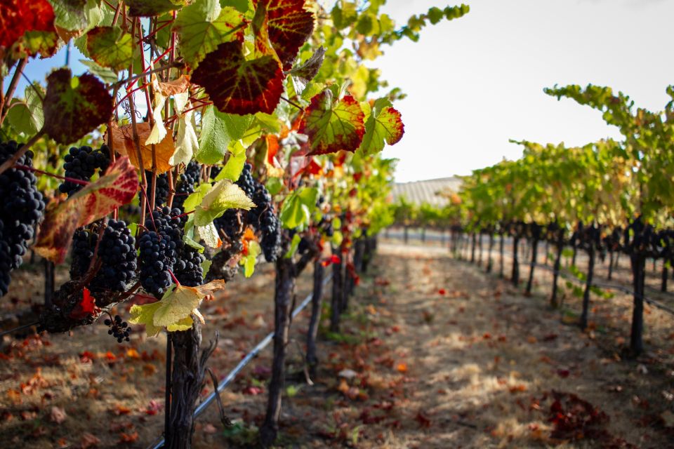 Cappadocia: Private Half-Day Vineyards & Wine Tasting Tour