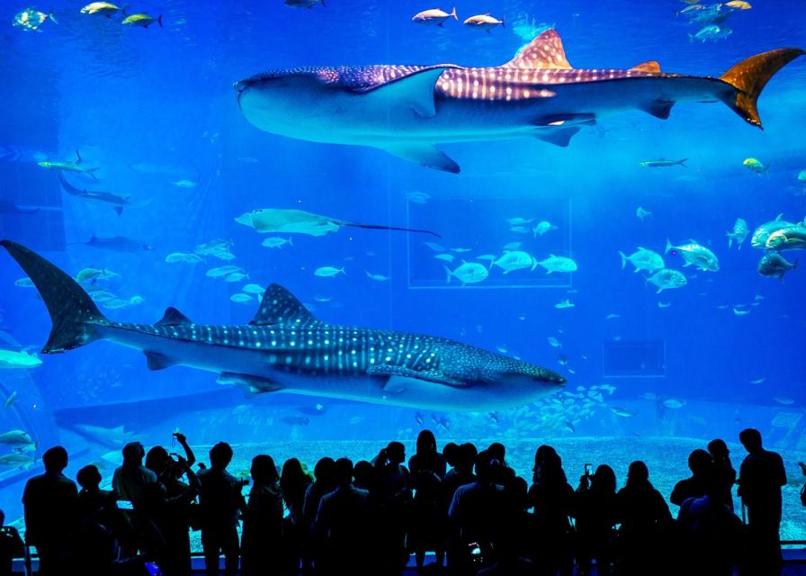 Antalya: Aquarium Entrance Ticket & Optional Transfer